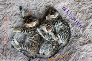 Bengal kitten mit Stammbaum 