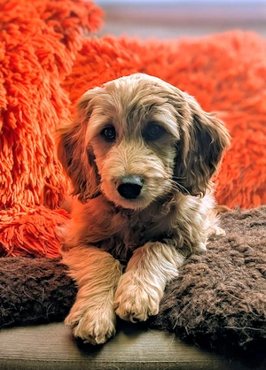 Retriever Doodle medium