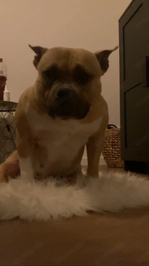 Micro American Bully Clean Blue Fawn 