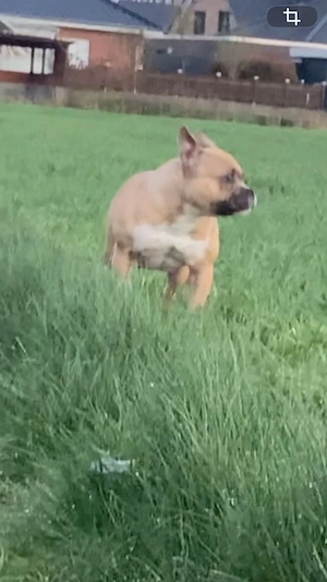 Micro American Bully Clean Blue Fawn 