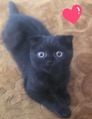 babykatzen 14 wochen alt bkh mix 