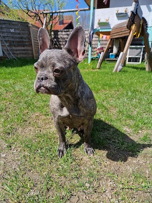 Französische Bulldogge Mädchen Freiatmend