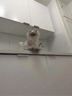 Appa und Bulut suchen gemeinsam ein liebevolles neues Zuhause 