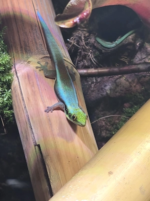 Suche Phelsuma Klemmeri 0.1 Mädel 