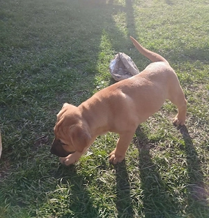 Labradormischlingwelpe 