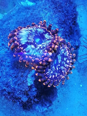Meerwasser Zoanthus 