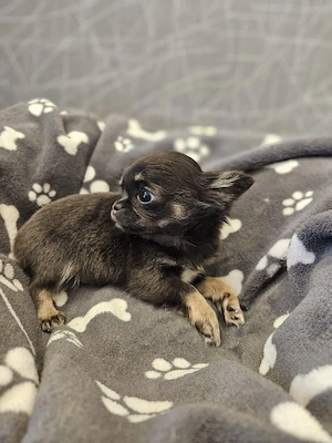 Chihuahua Welpe blue tan tricolor  Bild 2