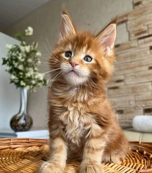 Zwei gesunde reinrassige Maine-Coon-Kätzchen