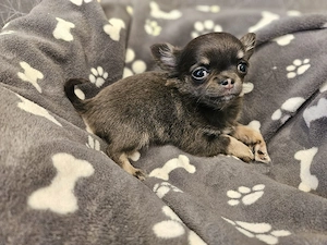 Chihuahua Welpe blue tan tricolor 