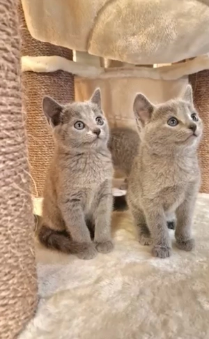 Liebevolles Zuhause gesucht für Russisch Blau Katzen