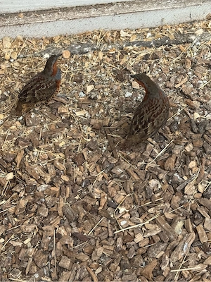 Chinesische Bambushühnrr