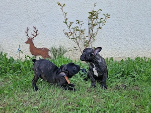 Französische Bulldogge Mädchen und Junge
