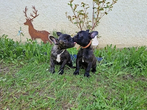 Französische Bulldogge WELPEN RÜDE U HÜNDIN