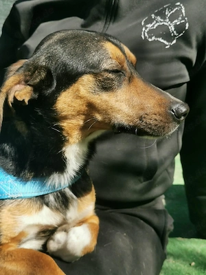 Dackel Mix 2j 12kg Rüde bundesweit ausreisebereit aus Kroatien 