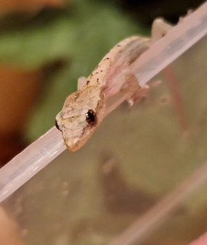 Jungferngeckos - Lepidodactylus lugubris 