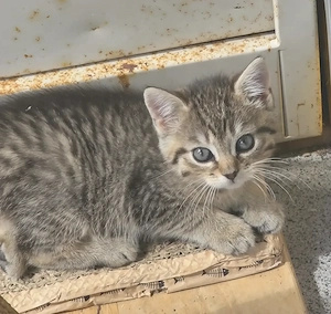 Kleines liebes Kätzchen  