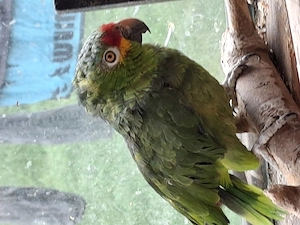 Rotstirnamazom Papagei