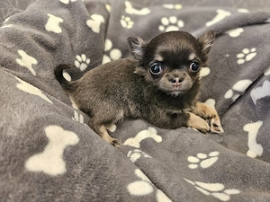 Chihuahua Welpe blue tan tricolor  Bild 3