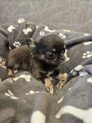 Chihuahua Welpe blue tan tricolor  Bild 4