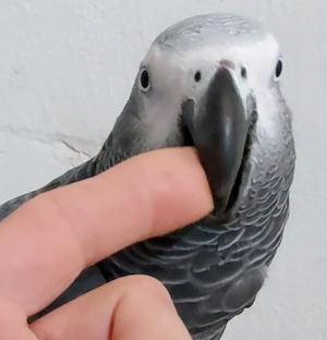 Männliche und weibliche Graupapageien