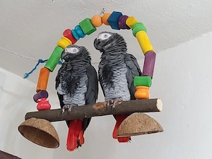 Männliche und weibliche Graupapageien