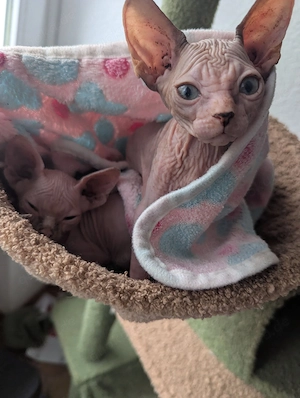 sphinx kitten