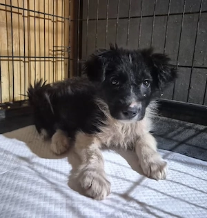 Welpenmädchen 273761 - kannst DU ihr ein Körbchen geben?