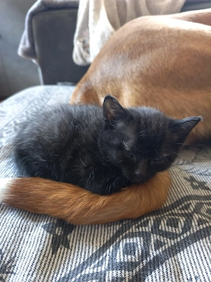 kitten vom 10.03.2026