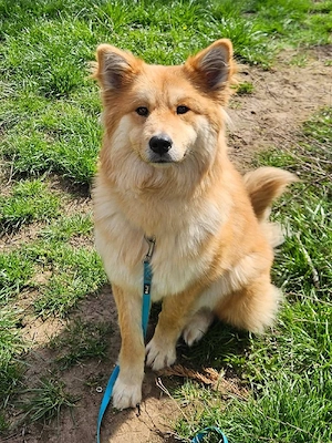 Süße Eurasiermixlady Tayla sucht Kuschelflat