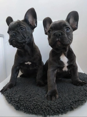 Reinrassige Welpe Französische Bulldogge in Farbe Blue (grau)