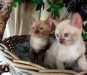 Burma kitten