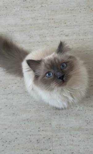 Neva Masquarade Katze sucht Deckkater