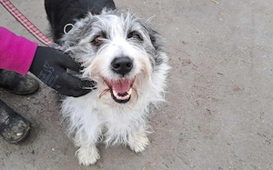 Herzenshund Fluffi sucht ihre Familie