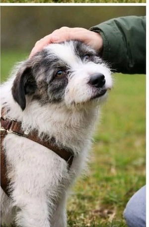 Sanfte Snickers sucht liebevolle Hundekenner mit Herz