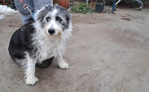 Herzenshund Fluffi sucht ihre Familie Bild 4