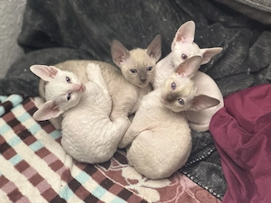 Cornish Rex Katzenbabys 