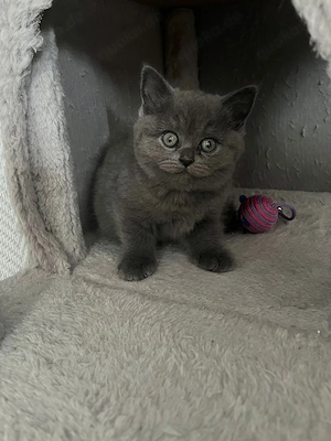 bkh weiblich kitten blue lillac sofort abholbar!
