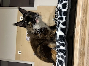 Reinrassige Maine Coon Dame