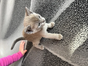 Burma Kitten zu verkaufen 