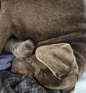 Zauberhafte Silberne Labradorwelpen 