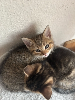 Zu Verkaufen Katzenbaby