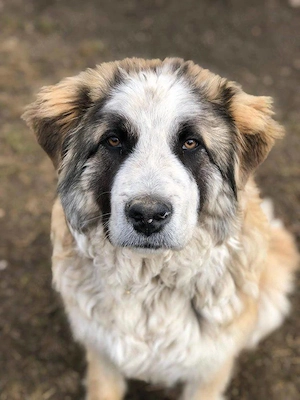 Traumhund Dante sucht Zuhause