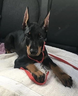 Wunderschöne Dobermann Welpen   Gesund, verspielt & bereit für ihr neues Zuhause   