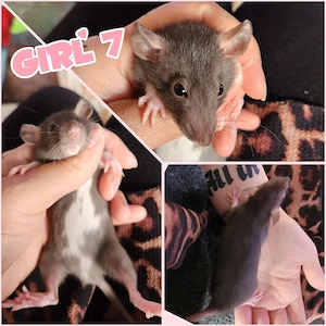 Ratten Babys absolut Wesensfest, kinderlieb und total Handzahm und neugierig 