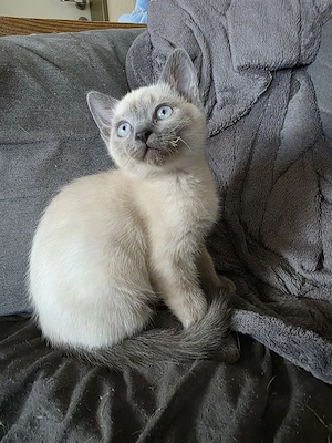 supersüße Siam-Thai-Mischlinge