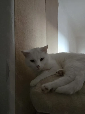 Maine-Coon-Kater sucht ein zuhause