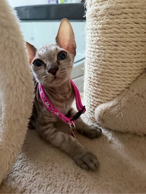 Sphynx kitten 