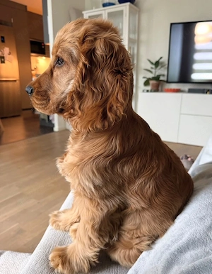 Bezaubernder, 4 Monate alter Cocker Spaniel Welpe sucht ein liebevolles Zuhause