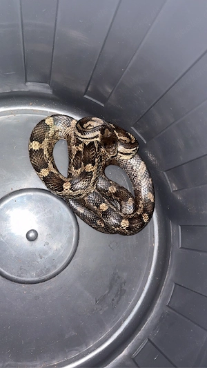 Elaphe obsoleta lindheimeri Bild 2