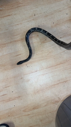 Elaphe obsoleta lindheimeri Bild 3